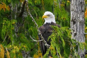 Alaska