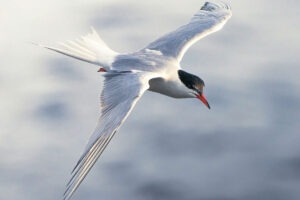 Antarctica & The Arctic