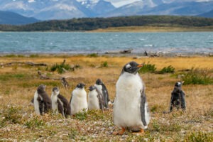 Antarctica Rentals