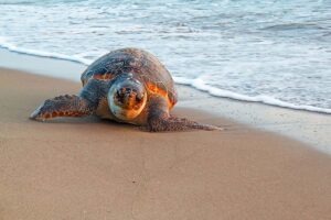 Galapagos